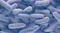 Gram-negative antibiotics in dentistry Gram-negative antibiotics in dentistry