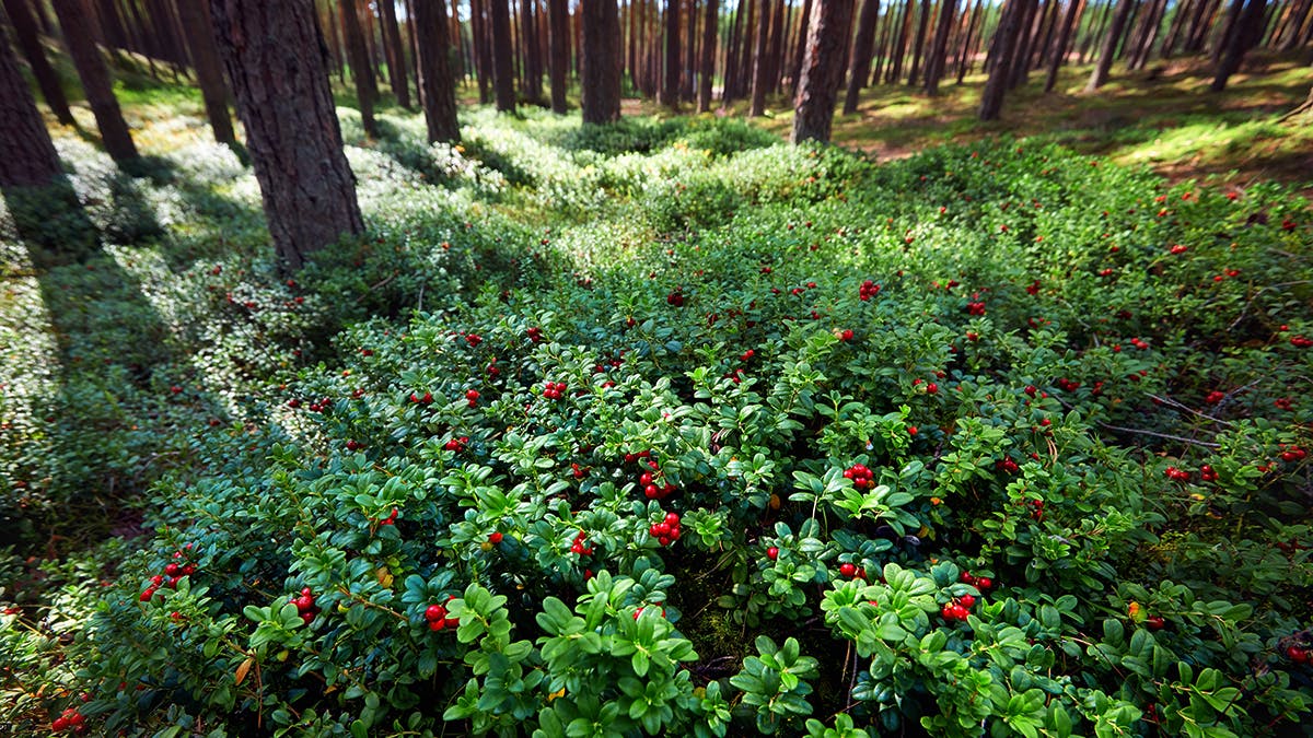 field of lingonberries