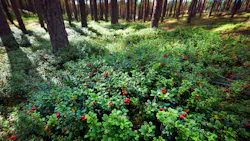 field of lingonberries field of lingonberries