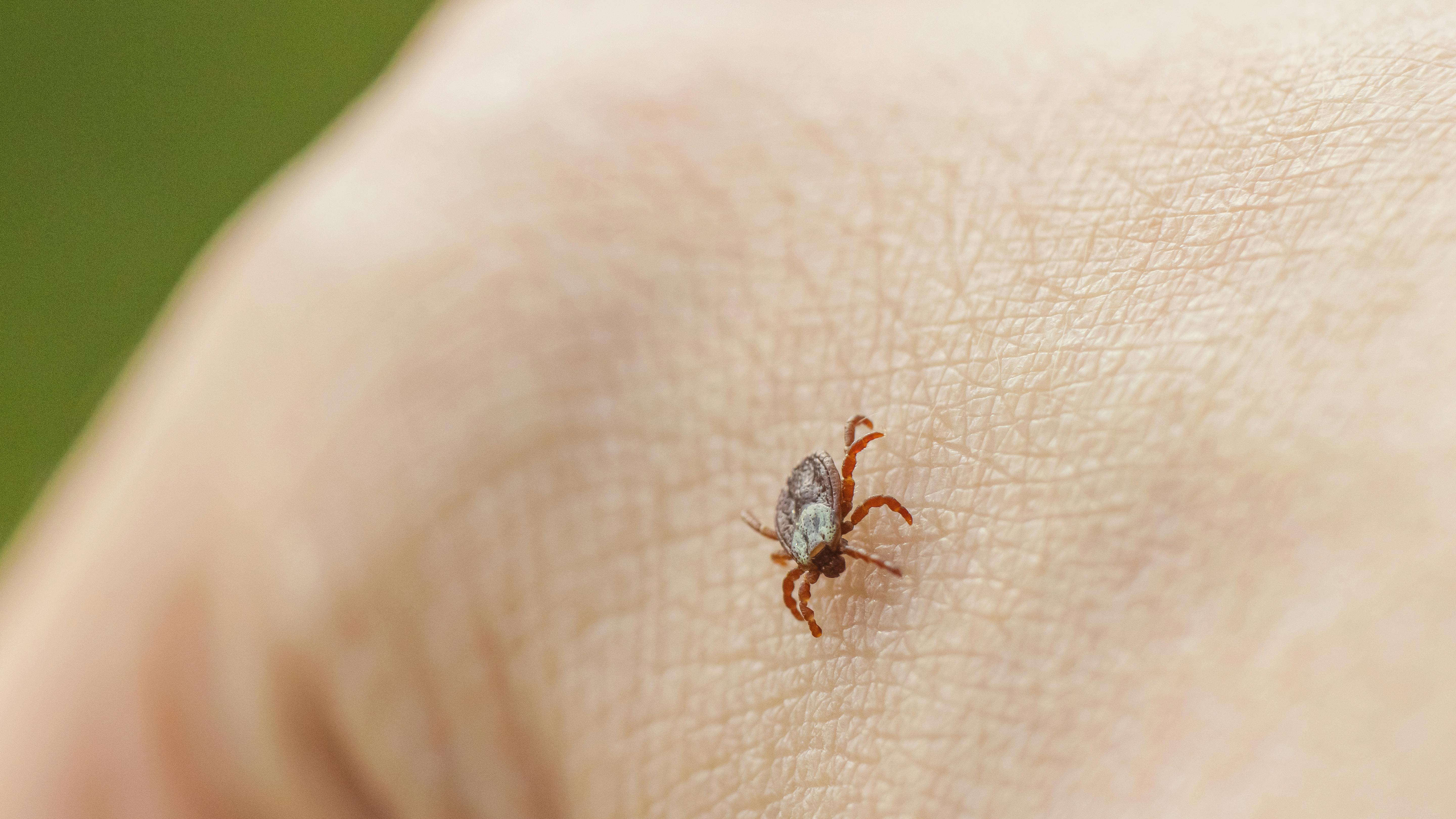 Lyme disease tick