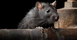 Pest Control Pest Control