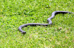 Id 61446761 Neil Denize Dreamstime com 60a6d97d7e4c5 Id 61446761 Neil Denize Dreamstime com 60a6d97d7e4c5