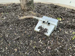 A buried treasure? A buried treasure?