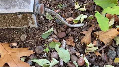 Moving Violations Video No