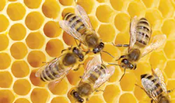 honey bees honey bees