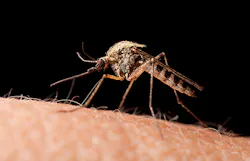 The first locally transmitted cases of Zika virus in the United States have been documented in Florida Employers in the southeast US are being warned to protect employees from mosquitoes The first locally transmitted cases of Zika virus in the United States have been documented in Florida Employers in the southeast US are being warned to protect employees from mosquitoes