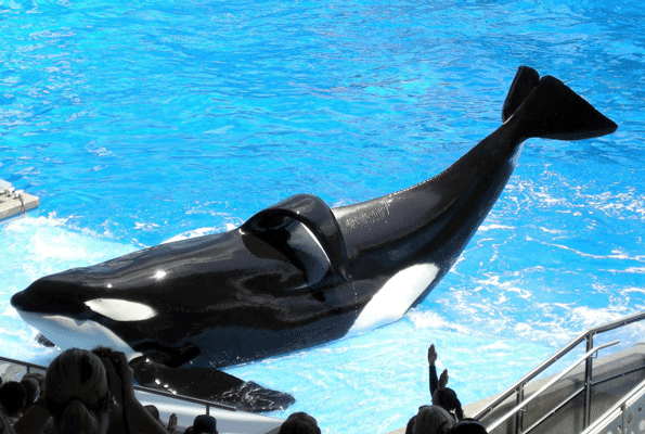 Tilikum the male orca that killed trainer Dawn Brancheau in 2010 appears as quotShamuquot at SeaWorld Orlando Photo by Milan BoersWikimedia Commons