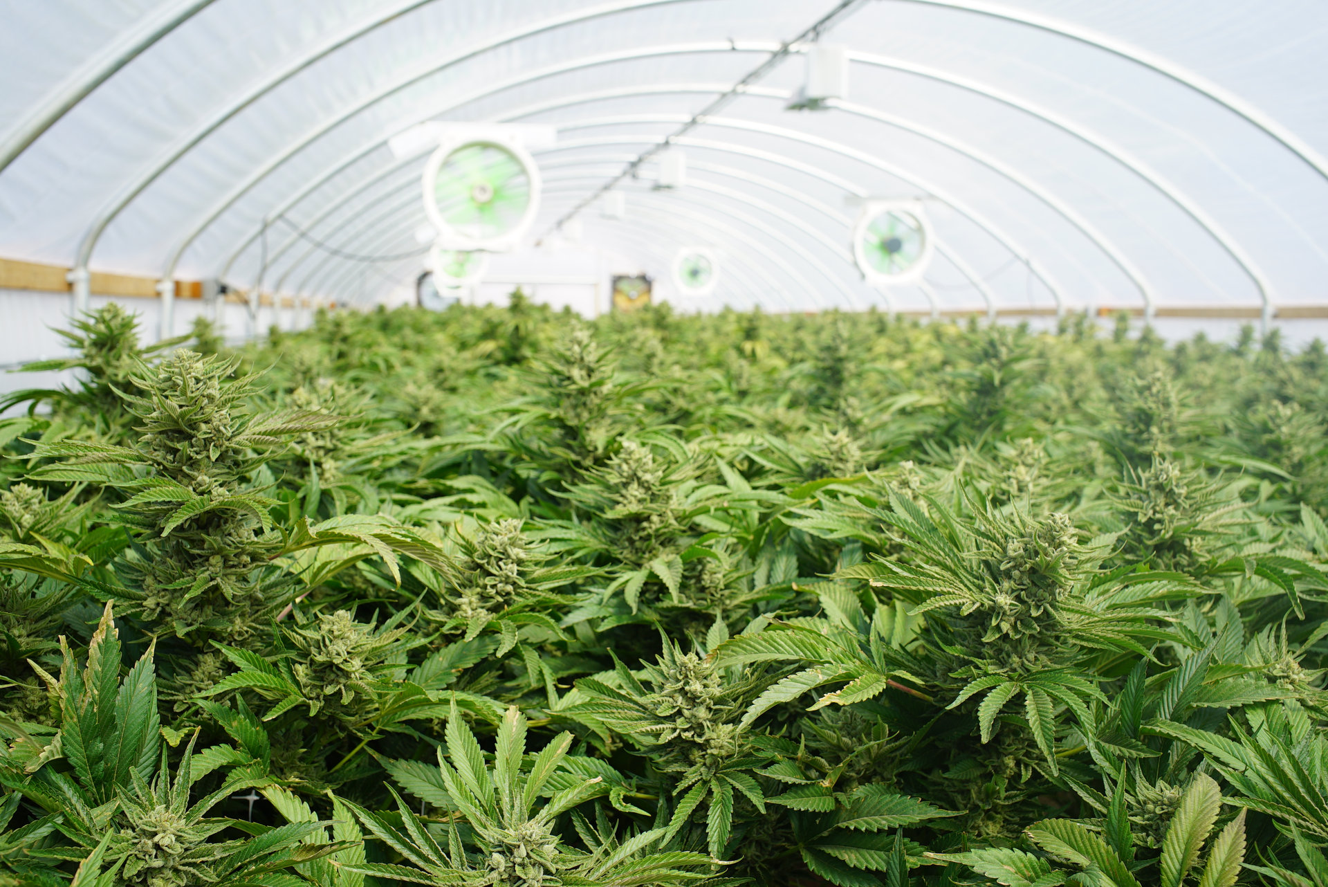 17+ Cannabis cultivation jobs colorado ideas