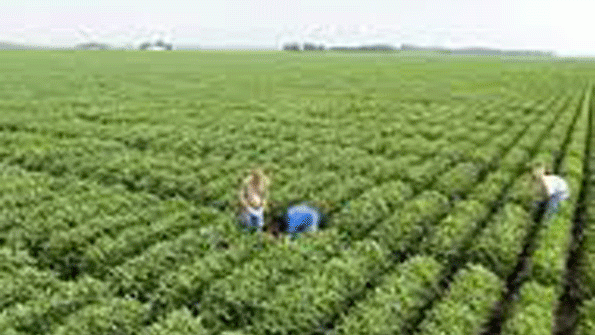 Monsanto Earnings Jump on Corn Seed Pesticide Sales