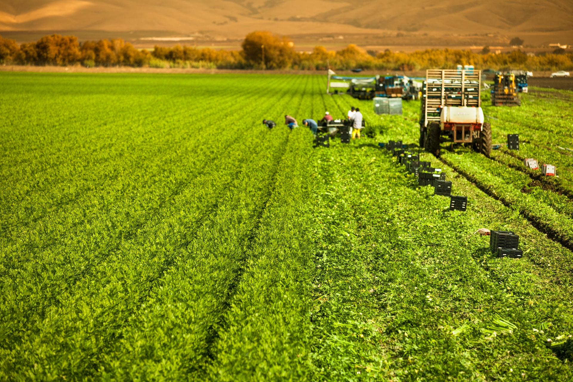 Californiaworkerfarmer 5e09f0a1d2332