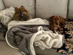 Napoleon (left) and Pickles (right) are Stefanie's coworkers. Napoleon (left) and Pickles (right) are Stefanie's coworkers.