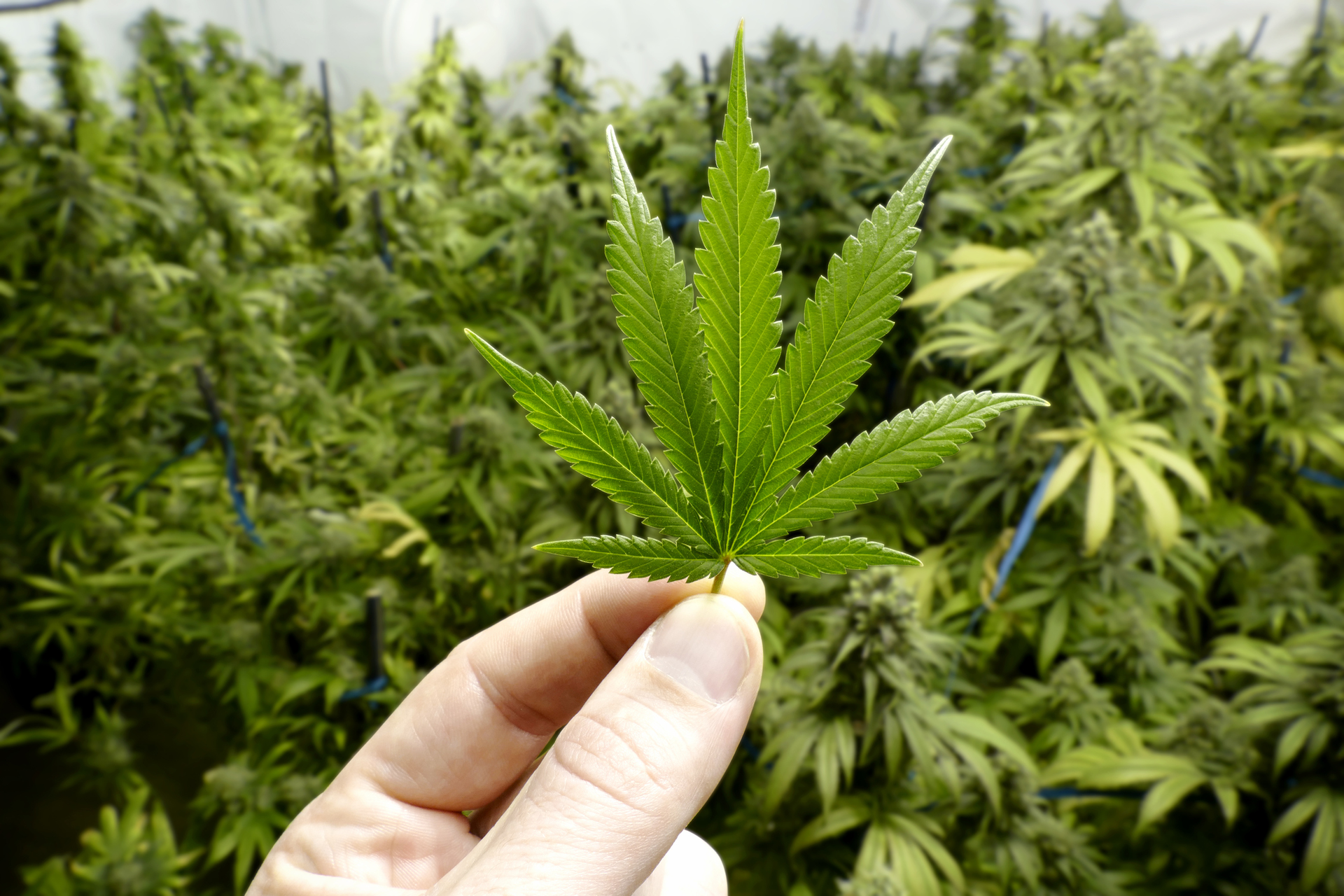 Marijuana 5e9079e28c9b9