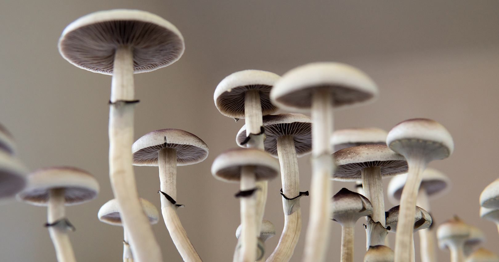 Magic Mushrooms Psylocybin 62ec81741e1a1