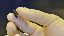 Powerelectronics 1156 Rpi Pinas 1