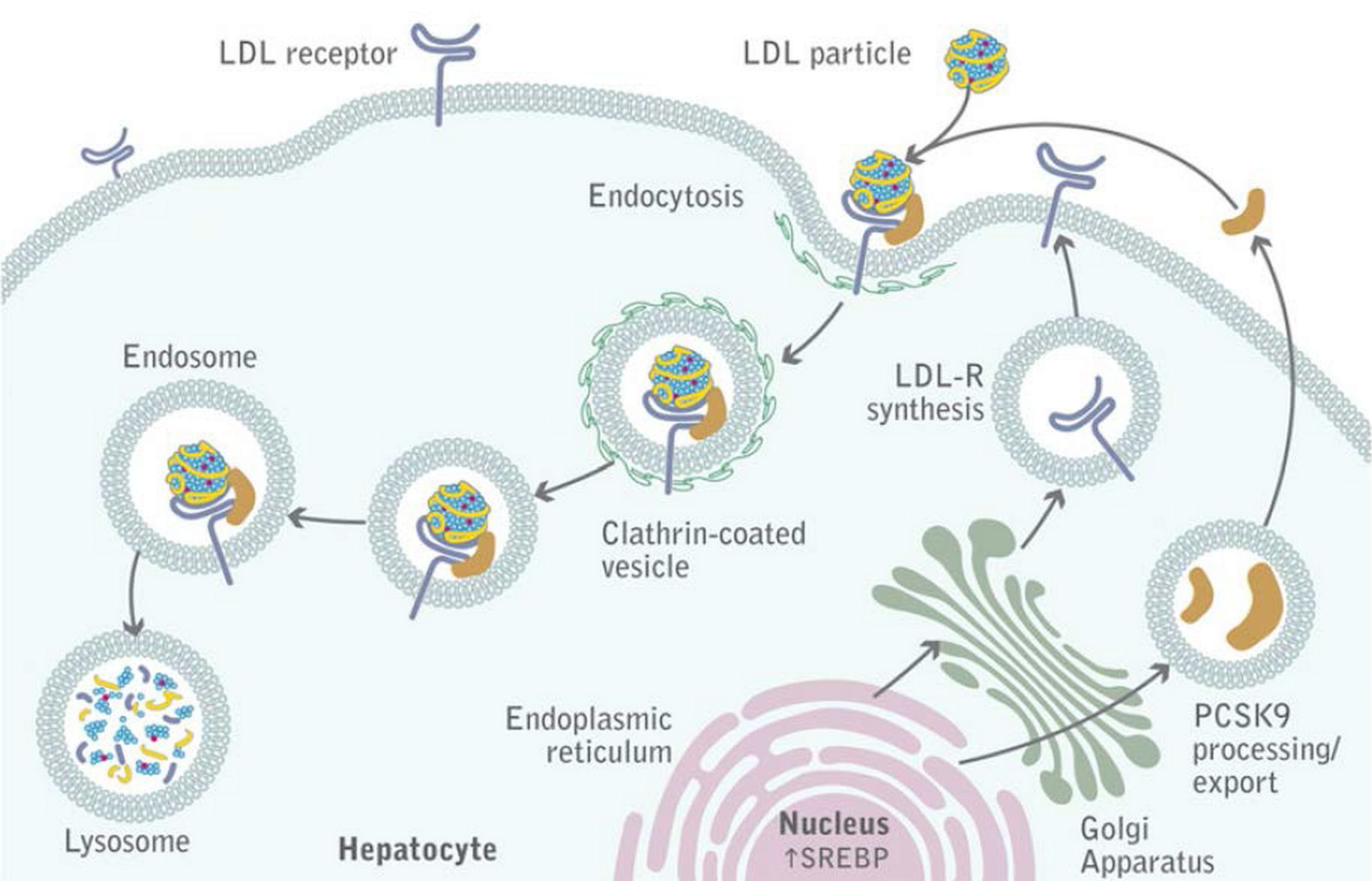 Pcsk9 Picture