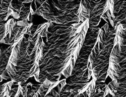 Wrinkled sheets of graphene oxide an extremely thin lattice of hydrogen carbon and oxygen molecules New research has shown that more severe wrinkles can vastly enhance its electrochemical properties Image courtesy of Hurt Laboratory Brown University Wrinkled sheets of graphene oxide an extremely thin lattice of hydrogen carbon and oxygen molecules New research has shown that more severe wrinkles can vastly enhance its electrochemical properties Image courtesy of Hurt Laboratory Brown University