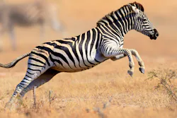Zebra Zebra