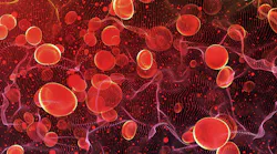 bloodCells-1005715630.jpg bloodCells-1005715630.jpg