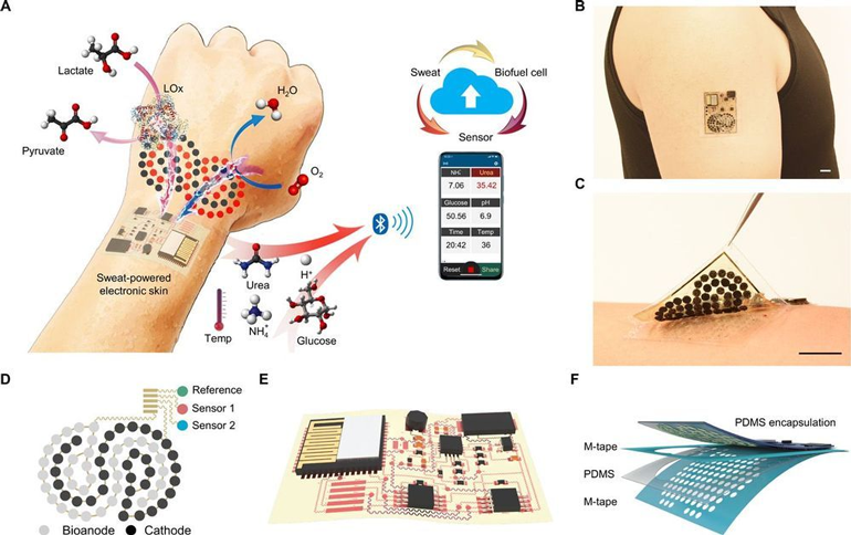 1. The perspiration-powered integrated electronic skin (PPES) uses constituents of sweat for energy harvesting along with a skin sensor while communicating via a Bluetooth link (a). The pad goes on the arm and is about 2 × 3 cm (b). The biofuel-cell (BFC) biosensor patch is very flexible for comfort and convenience (the black size-referencing scale is one centimeter long) (c). Schematic illustration of the flexible BFC-biosensor patch (d). The flexible circuit substrate holds a sensor, harvester, ICs, and other components needed for the PPES function (e). All components and the wiring in the completed PPES are encapsulated between protective layers. (Source: Caltech)