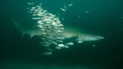 1. Sharks of all types are critical to a balanced marine ecology. 1. Sharks of all types are critical to a balanced marine ecology.