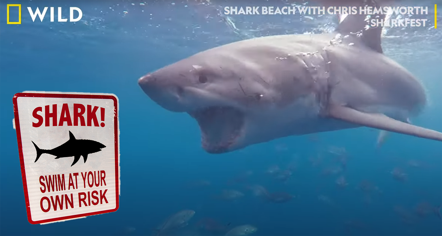 Sharks Promo New 60df5647849c7