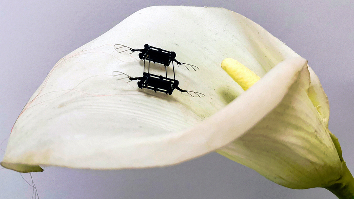 Ed Interest Aerial Micromotor Eye Candy 61d46614cd36a