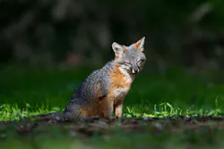 1. This video still of the Channel Islands' fox was taken using a silent drone that wouldn't disturb the tiny fellow. 1. This video still of the Channel Islands' fox was taken using a silent drone that wouldn't disturb the tiny fellow.