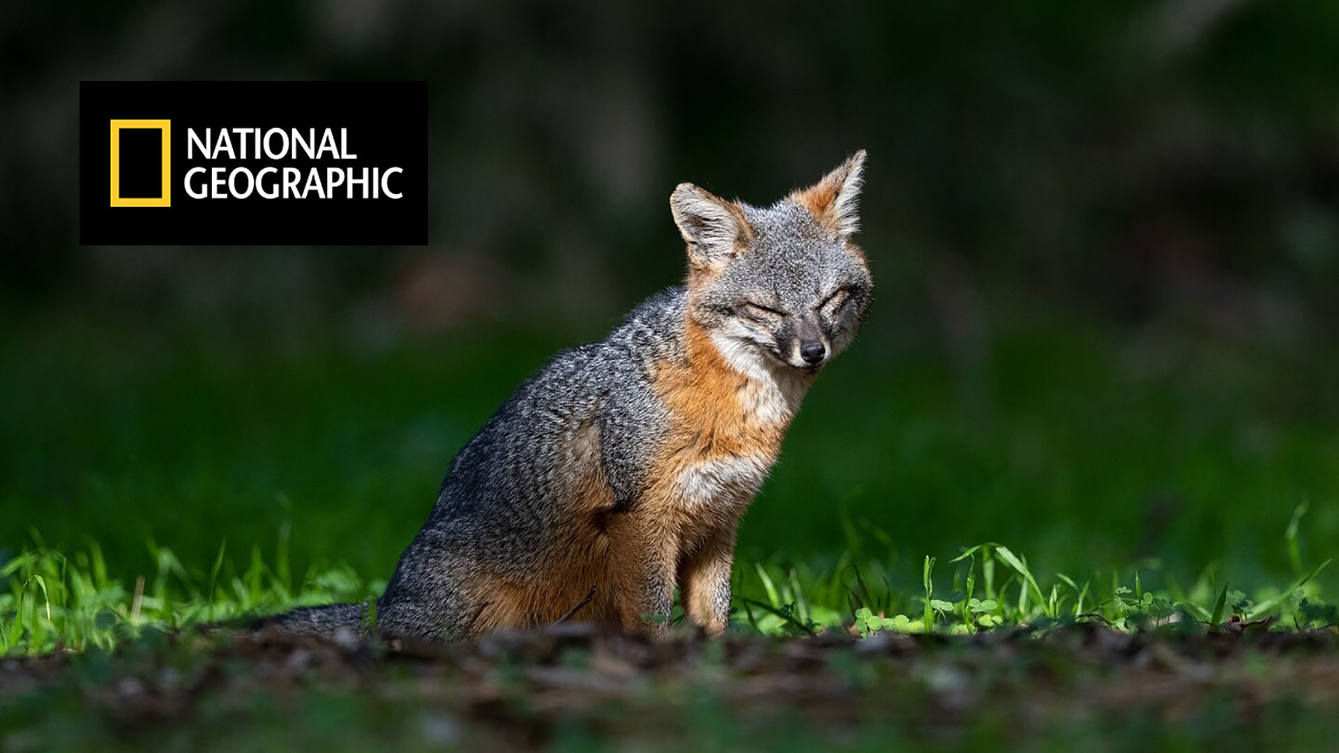 Fig 1 Channel Islands Fox Promo