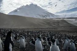 The penguins are thinking… “We’ve been visiting here for decades. What’s so new about it?” The penguins are thinking… “We’ve been visiting here for decades. What’s so new about it?”