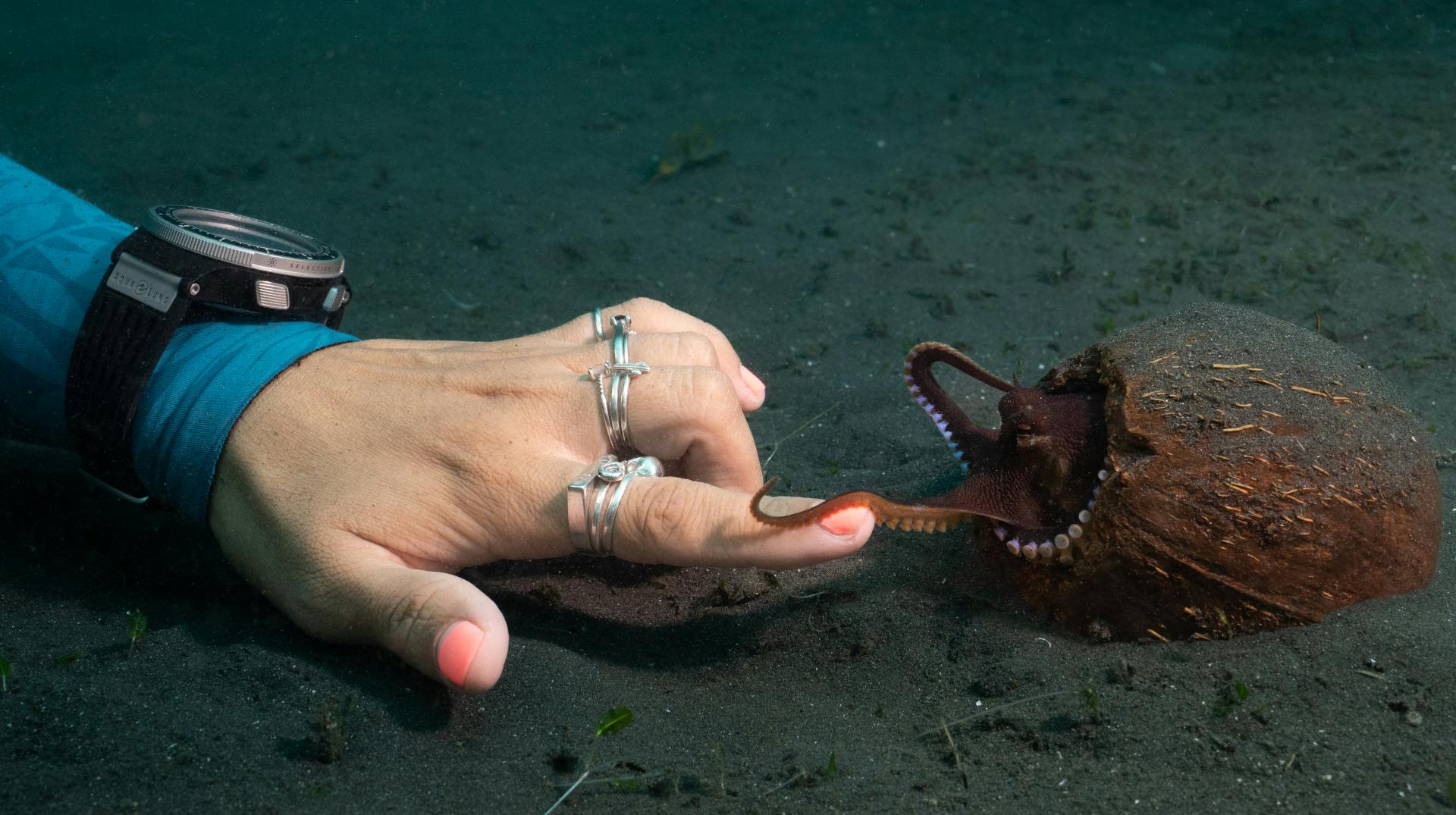 6627d34eb1698c001eeae93a Promo 102 Secretsoftheoctopus 82 Web