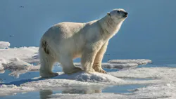 66e0ab6ef080fd2cf98693ad Promo Polarbeartrackingpromoimage Web 66e0ab6ef080fd2cf98693ad Promo Polarbeartrackingpromoimage Web