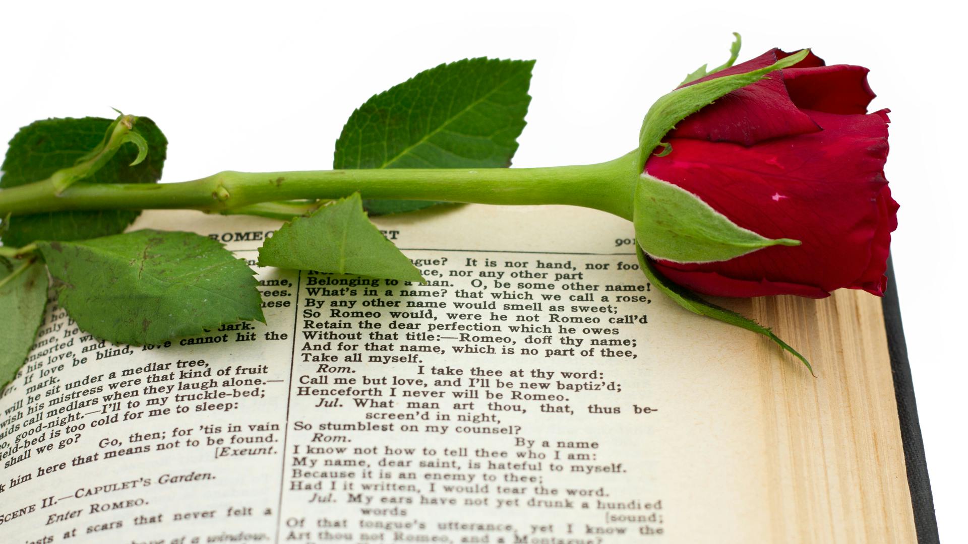 69249aa7299e1035cf89b3ee Rose Dreamstime L 25326319