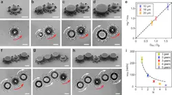 SEM images (top panels) and optical microscopy images (bottom panels) of metarotors acting as driving gears SEM images (top panels) and optical microscopy images (bottom panels) of metarotors acting as driving gears