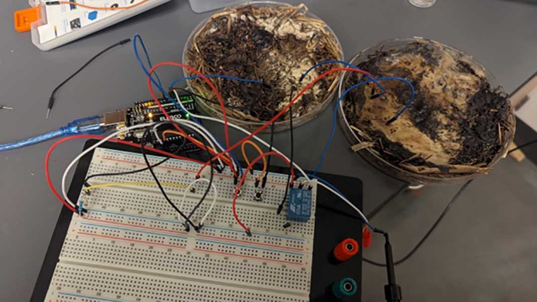 edinterest_fungusmemrister_eyecandy