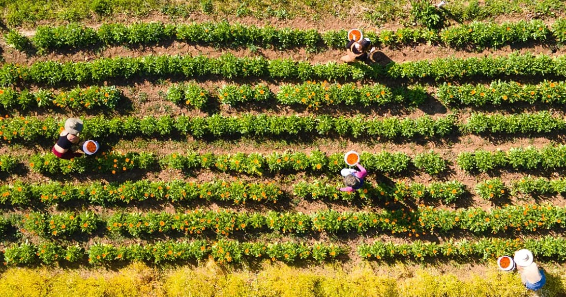 65f3157301e86d001eb09976 Banyan Botanicals