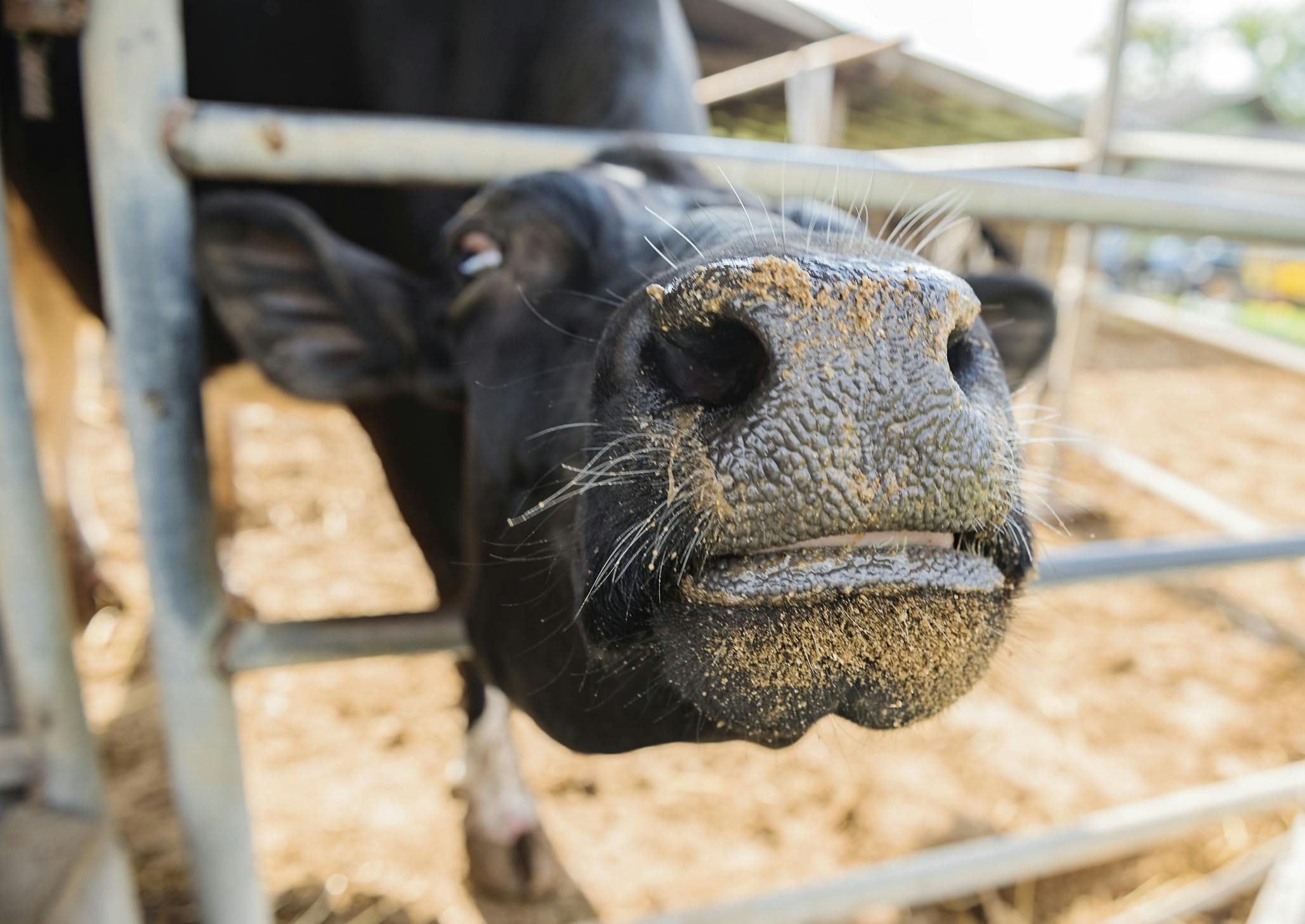 67a66d81551ee653847427b6 Dairy Farm Dreamstime
