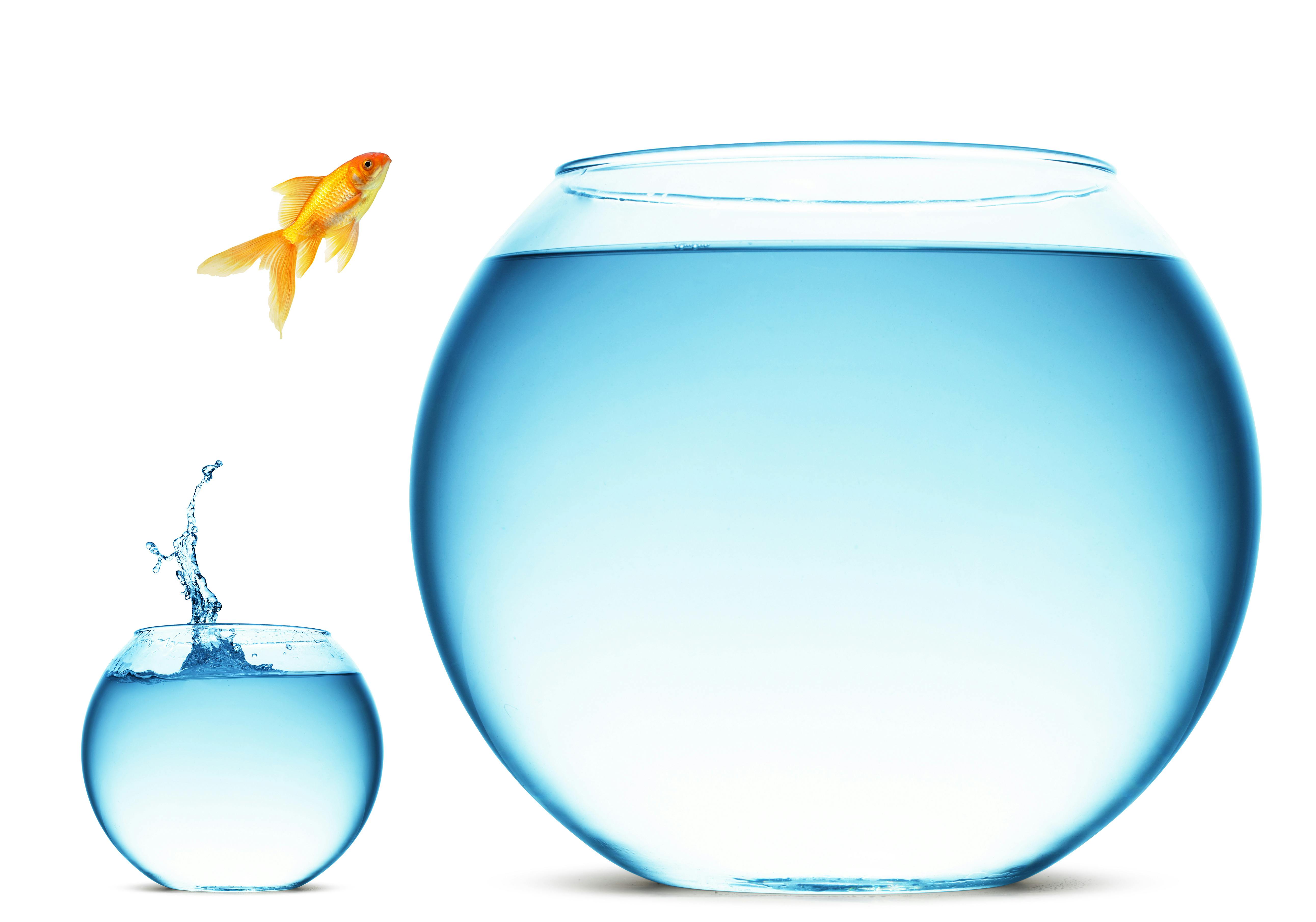 dreamstime_xxl_15529412