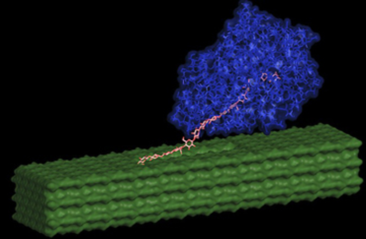 Enzyme for Biomass