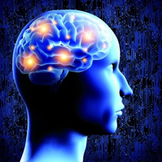 Fig 3 Human Brain Web 300x300