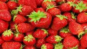 Refrigeratedtransporter Com Sites Refrigeratedtransporter com Files Uploads 2014 02 Strawberries 0 Refrigeratedtransporter Com Sites Refrigeratedtransporter com Files Uploads 2014 02 Strawberries 0