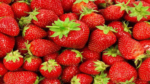 Refrigeratedtransporter 1285 Strawberries