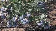 Refrigeratedtransporter Com Sites Refrigeratedtransporter com Files Uploads 2015 01 Blueberries Photo 0 Refrigeratedtransporter Com Sites Refrigeratedtransporter com Files Uploads 2015 01 Blueberries Photo 0