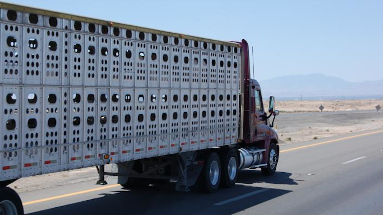 The current ELD waiver for livestock haulers expires on March 18. (File photo)
