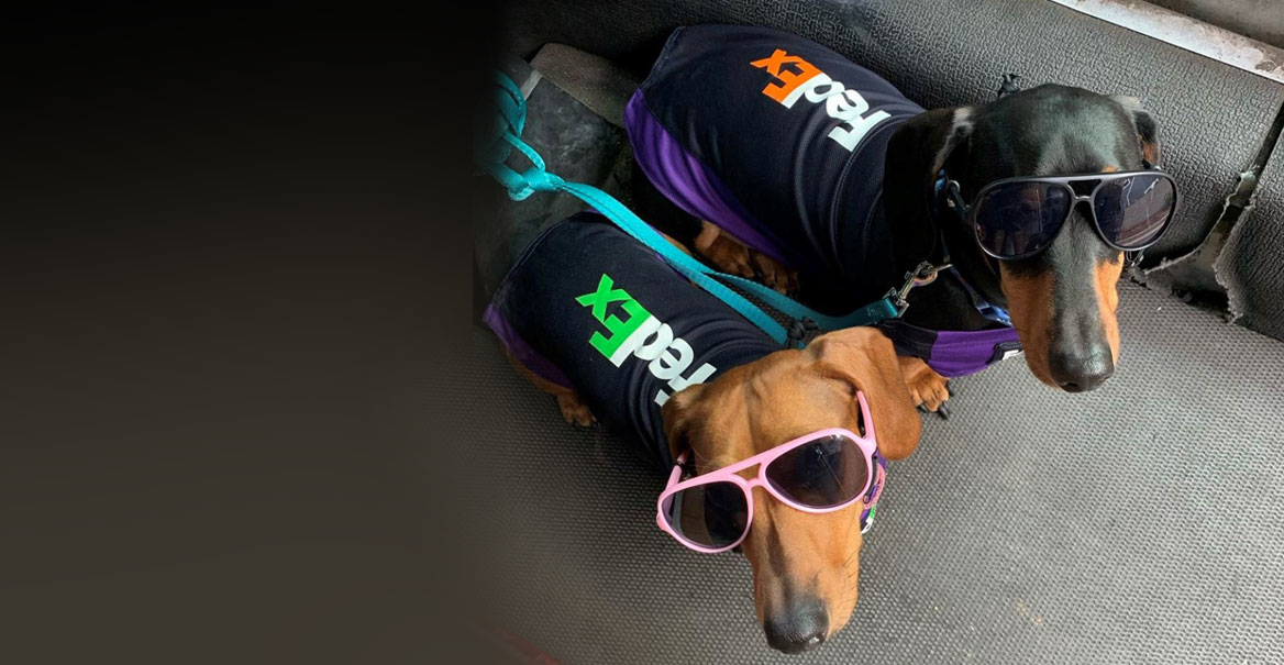 Web Fedex Dogs 5ebea7b1d0951
