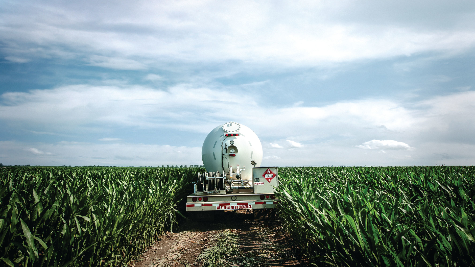 Bobtail Delivers In Field 652fc105ea992