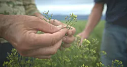 One of the newest production methods for renewable propane is from a cover crop called camelina. One of the newest production methods for renewable propane is from a cover crop called camelina.