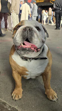 Walter the bulldog helped Mack celebrate its 125th anniversary and launch of the Mack Pioneer. Walter the bulldog helped Mack celebrate its 125th anniversary and launch of the Mack Pioneer.