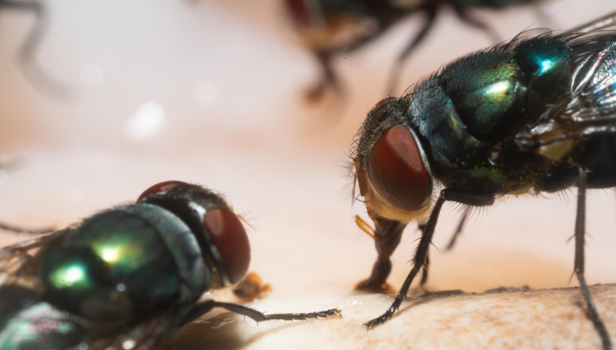 pest-control-fly