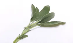 1660319888917 Sage 1660319888917 Sage