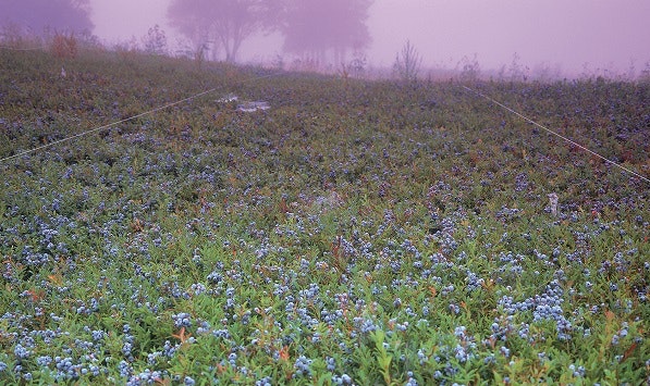 1660601668754 Wildblueberriesnativeinfield